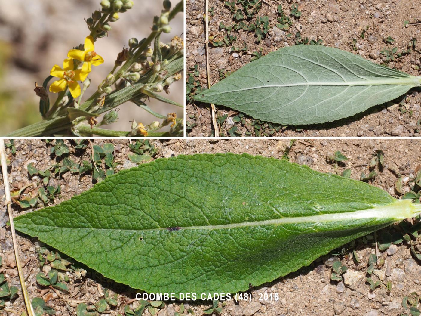 Mullein, White leaf